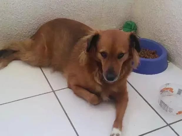 Cachorro ra a Vira lata idade 4 anos nome Talita