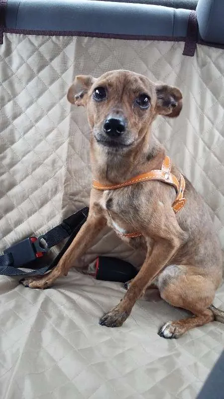 Cachorro ra a SRD/MIX Pincher idade 1 ano nome Billie
