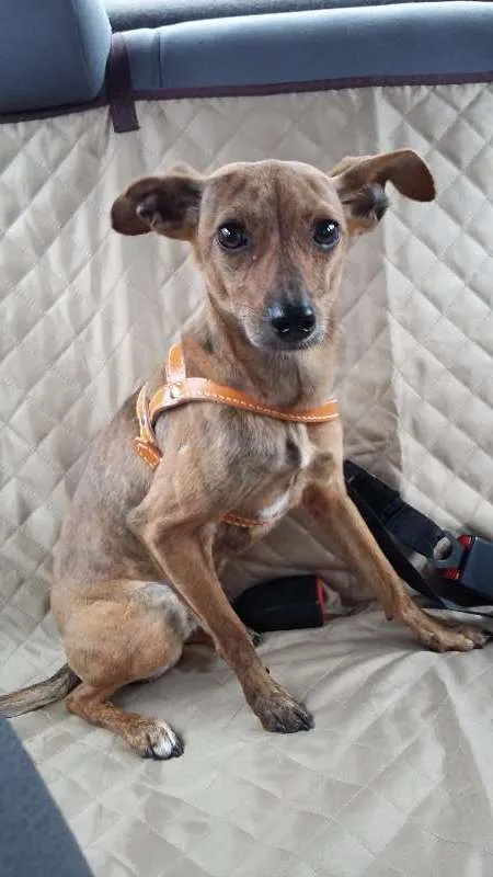 Cachorro ra a SRD/MIX Pincher idade 1 ano nome Billie