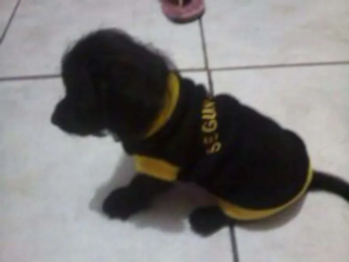 Cachorro ra a Misturado idade 2 anos nome Spike