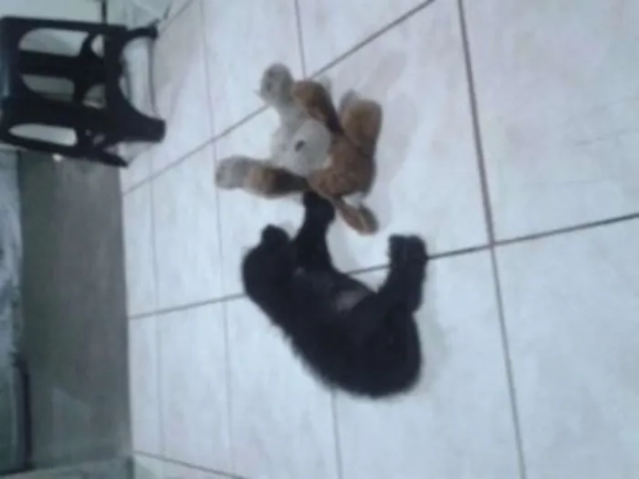 Cachorro ra a Misturado idade 2 anos nome Spike