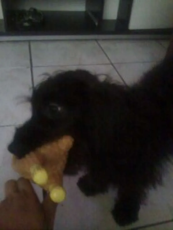 Cachorro ra a Misturado idade 2 anos nome Spike