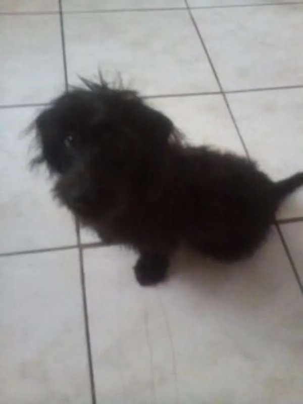 Cachorro ra a Misturado idade 2 anos nome Spike