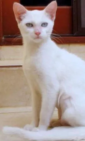 Gato raça SRD idade 2 a 6 meses nome Mika