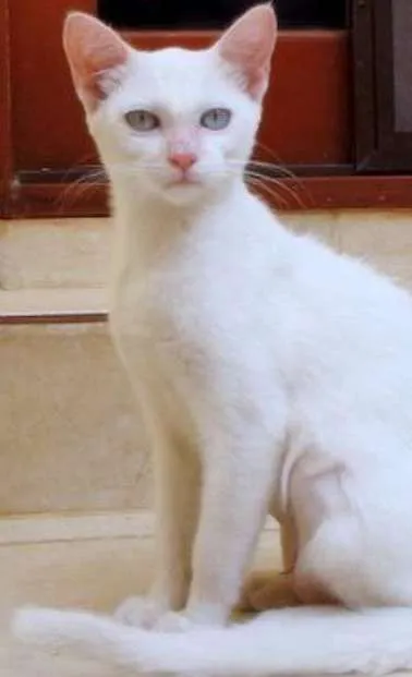 Gato ra a SRD idade 2 a 6 meses nome Mika
