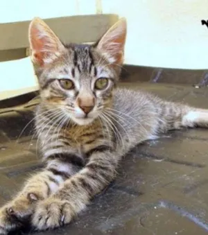 Gato raça SRD idade 2 a 6 meses nome Oliver