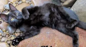 Gato raça SRD idade 2 a 6 meses nome Cleo