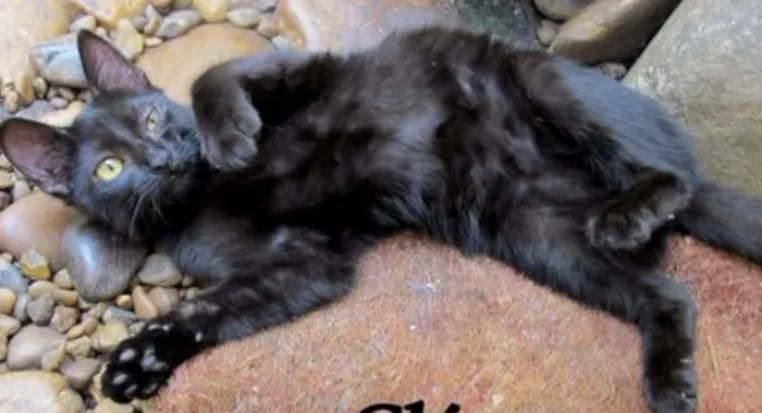 Gato ra a SRD idade 2 a 6 meses nome Cleo