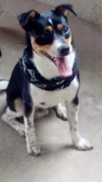 Pingo