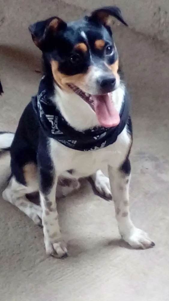 Cachorro raça Mestiço de Fox Paulistinha idade 7 a 11 meses nome Pingo