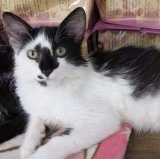 Gato ra a SRD idade 2 a 6 meses nome Horácio