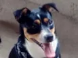Pingo
