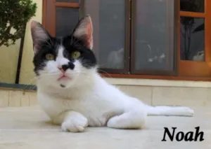 Gato raça SRD idade 2 a 6 meses nome Noaf