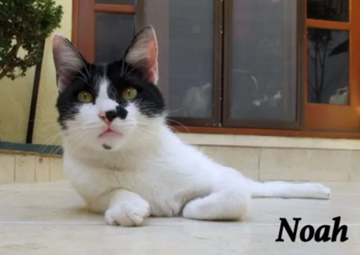 Gato ra a SRD idade 2 a 6 meses nome Noaf
