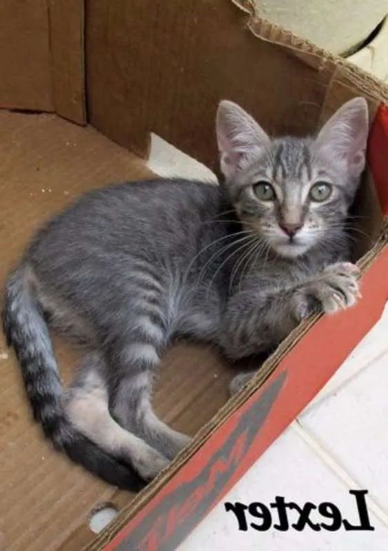 Gato ra a SRD idade 2 a 6 meses nome Lexter