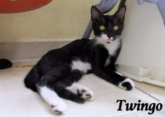 Gato ra a srd idade 2 a 6 meses nome Twingo