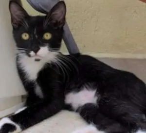 Gato raça srd idade 2 a 6 meses nome Twingo