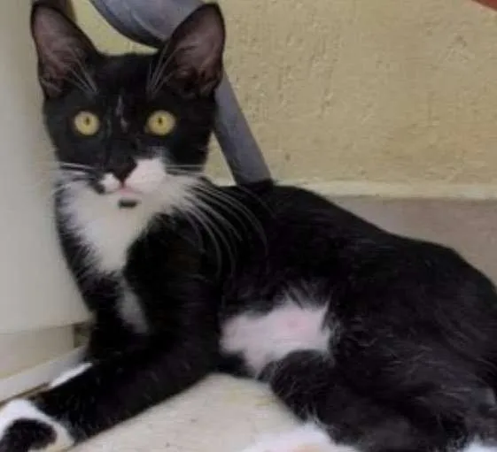 Gato ra a srd idade 2 a 6 meses nome Twingo