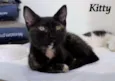 Kitty