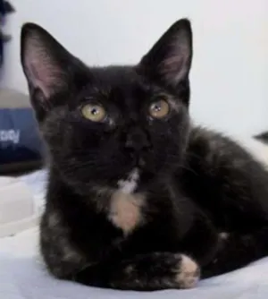 Gato raça srd idade 2 a 6 meses nome Kitty