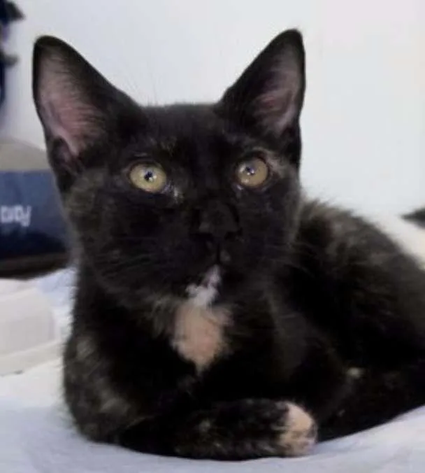 Gato ra a srd idade 2 a 6 meses nome Kitty