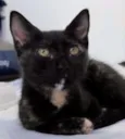 Kitty