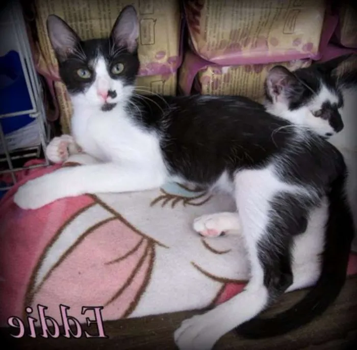 Gato ra a SRD idade 2 a 6 meses nome Eddie