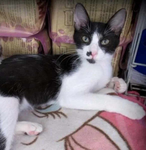 Gato ra a SRD idade 2 a 6 meses nome Eddie