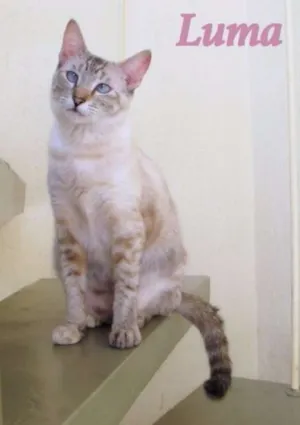 Gato raça SRD idade 1 ano nome Luma