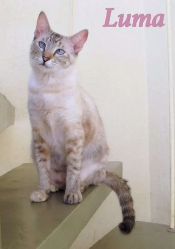 Gato ra a SRD idade 1 ano nome Luma