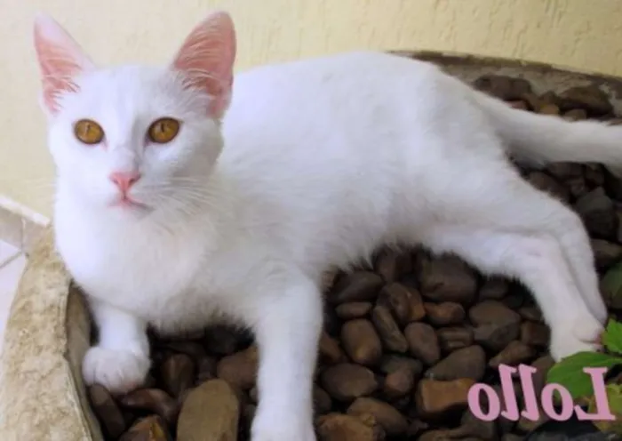 Gato ra a SRD idade 2 a 6 meses nome Lollo