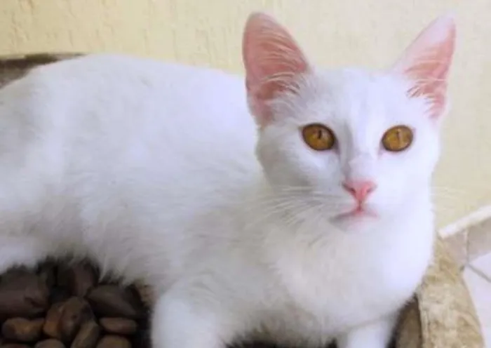 Gato ra a SRD idade 2 a 6 meses nome Lollo