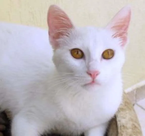 Gato ra a SRD idade 2 a 6 meses nome Lollo