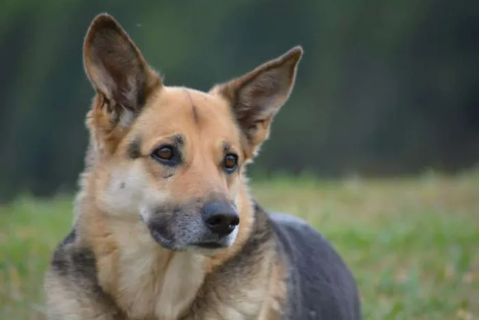 Cachorro raça Pastor Alemão idade 6 ou mais anos nome Sandy e Junior
