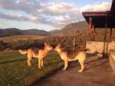 Sandy e Junior
