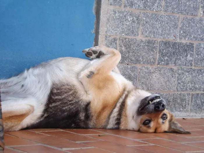 Cachorro raça Pastor Alemão idade 6 ou mais anos nome Sandy e Junior
