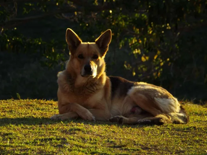 Cachorro raça Pastor Alemão idade 6 ou mais anos nome Sandy e Junior