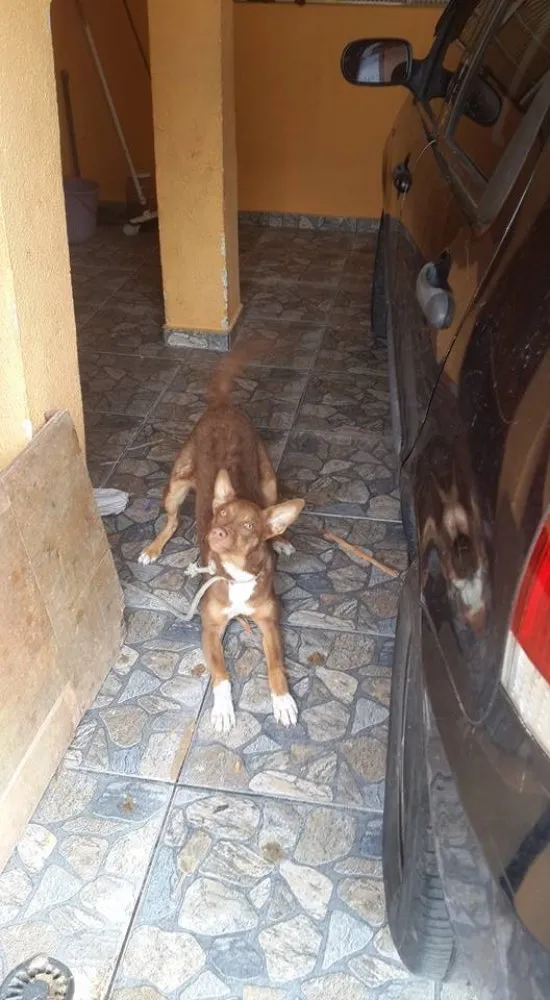 Cachorro raça Vira-lata  idade 1 ano nome Sky