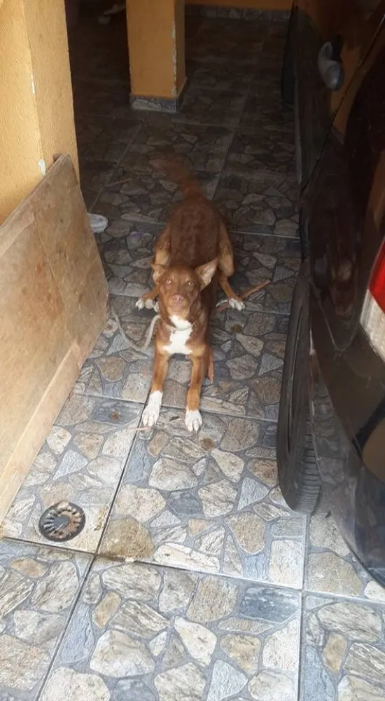 Cachorro raça Vira-lata  idade 1 ano nome Sky