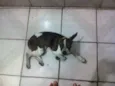 Bolinha