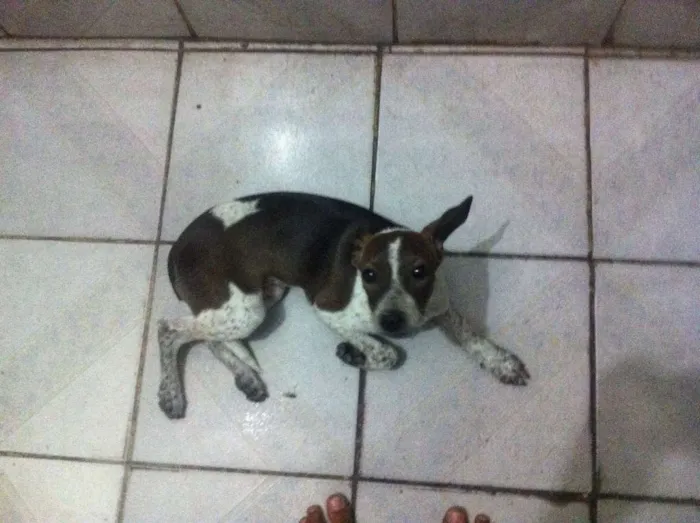 Cachorro raça Vira lata  idade 7 a 11 meses nome Bolinha