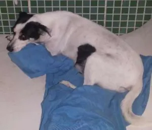 Cachorro raça vira lata idade 5 anos nome braquinha