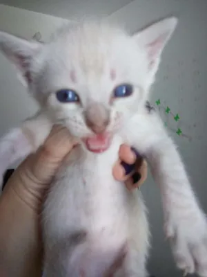 Gato raça Gatos siamês  idade Abaixo de 2 meses nome Sem nome