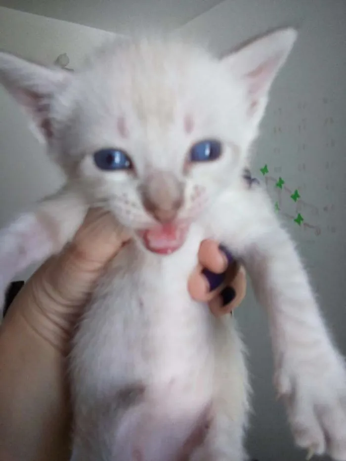 Gato raça Gatos siamês  idade Abaixo de 2 meses nome Sem nome