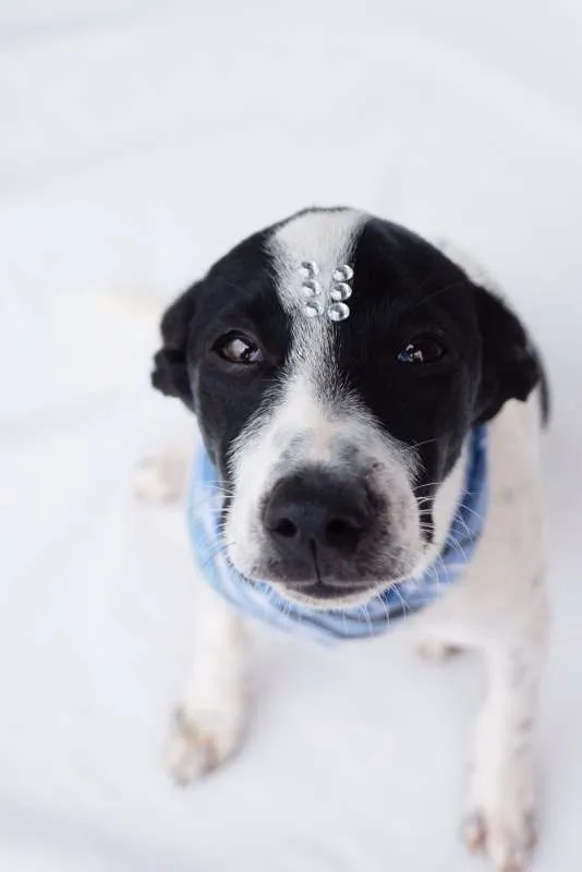 Cachorro ra a SRD idade 2 a 6 meses nome Joca