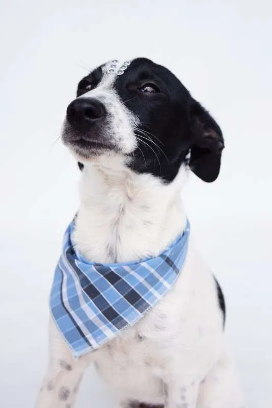 Cachorro ra a SRD idade 2 a 6 meses nome Joca