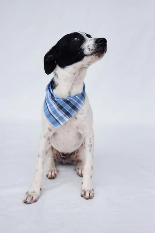 Cachorro ra a SRD idade 2 a 6 meses nome Joca