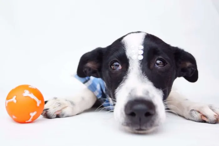 Cachorro ra a SRD idade 2 a 6 meses nome Joca
