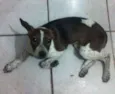 Bolinha