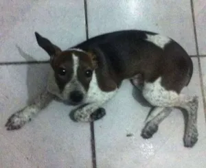 Cachorro raça Vira lata  idade 7 a 11 meses nome Bolinha